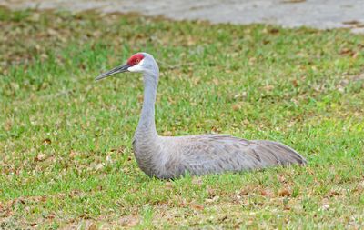 Sandhill Crane