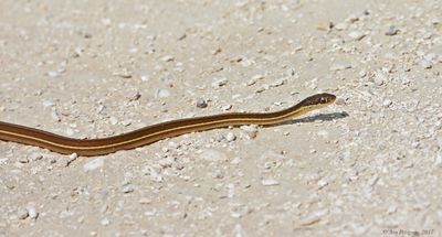 Eastern Ribbon Snake