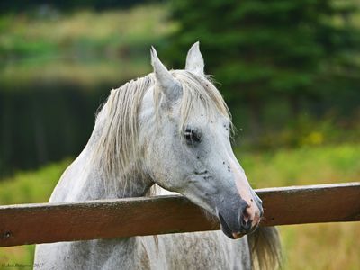 Horse