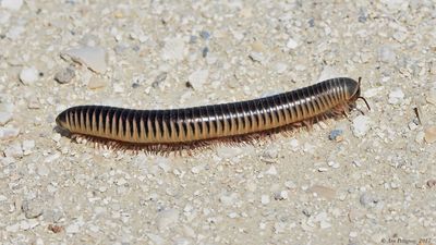 Millipede