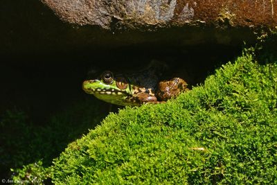 Green Frog