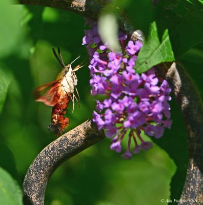 Hummingbird Clearwing