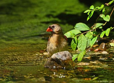 Northern Cardinal