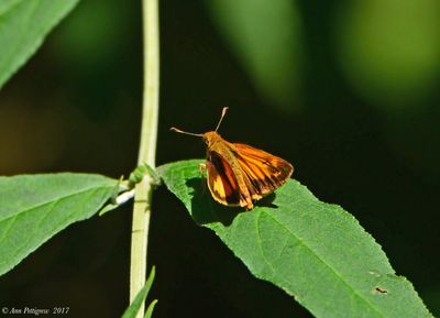 Zebulon Skipper