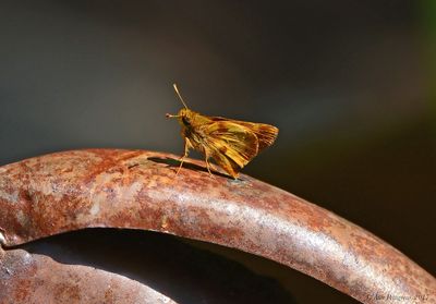 Zebulon Skipper