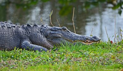 American Alligator