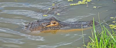 American Alligator