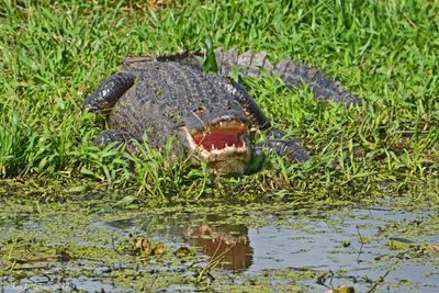 Reptiles and Amphibians