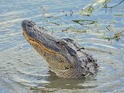 American Alligator