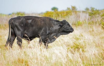 Free Range Bull