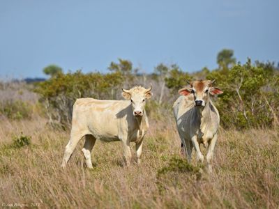 Free Range Cattle