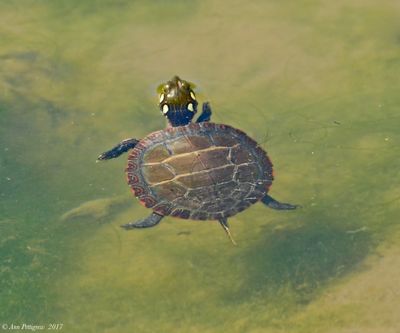 Southern Painted Turtle