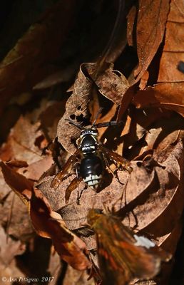 Bald-faced Hornet