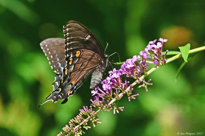 Eastern Tiger Swallowtail