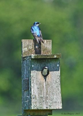 Tree Swallows