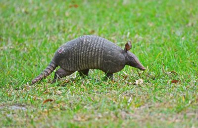 Nine-banded Armadillo