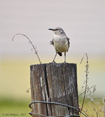 Northern Mockingbird