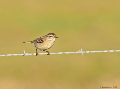 Palm Warbler