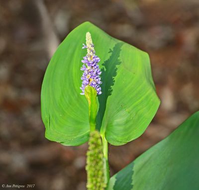 Pickerelweed