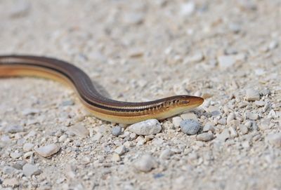 Slender Glass Lizard