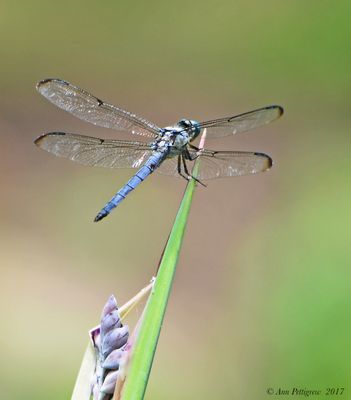 Blue Dasher