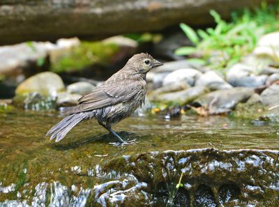 Brown-headed Cowbird