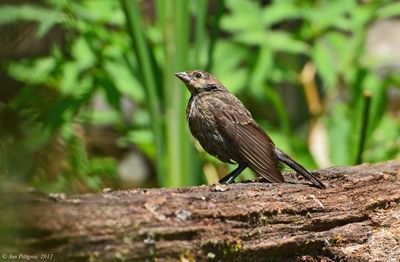 Brown-headed Cowbird