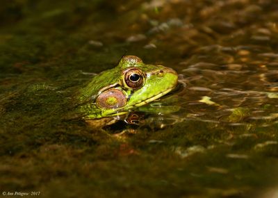 Green Frog