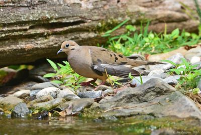 Mourning Dove