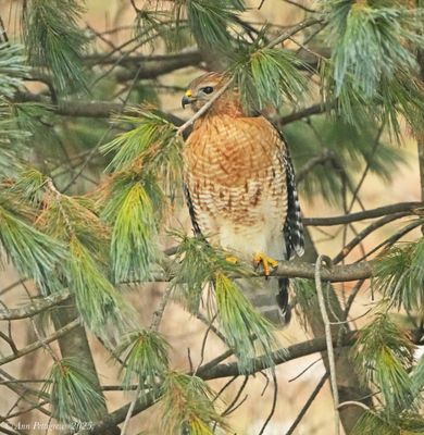 Red-shouldered Hawk