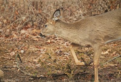 White-tailed Deer