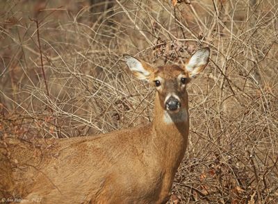 White-tailed Deer