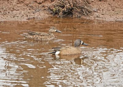 Blue-winged Teal