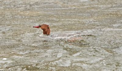 Common Merganser