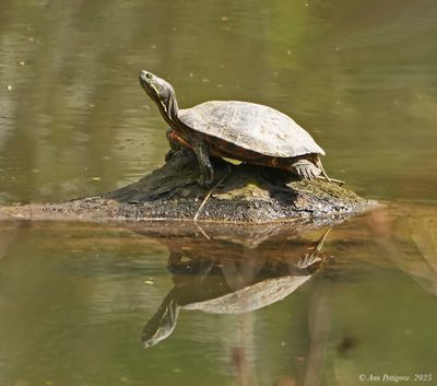 Eastern  Painted Turtle