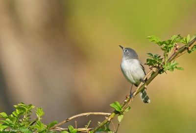 Dippers, Gnatcatchers and Kinglets