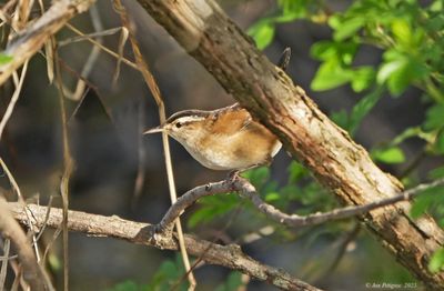 Wrens