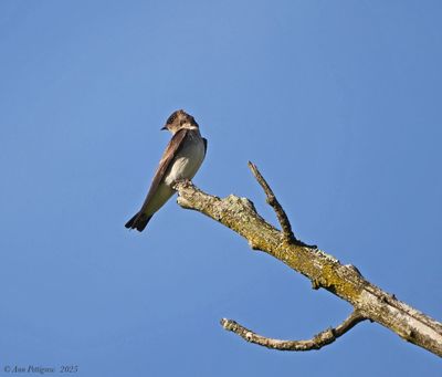 Northern Rough-winged Swallow