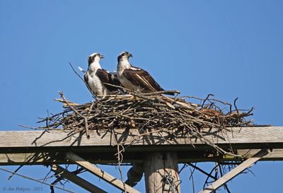 Osprey