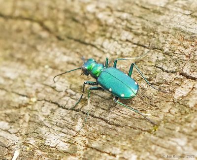 Six-spotted Tiger Beetle