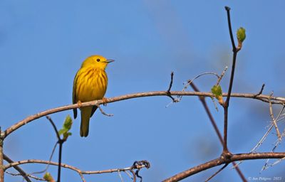 Wood-Warblers