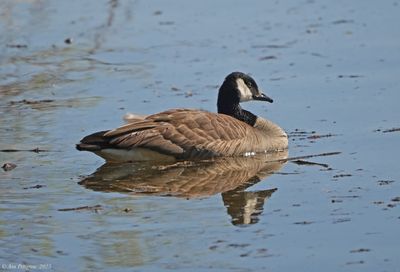 Canada Goose