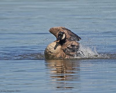 Canada Goose