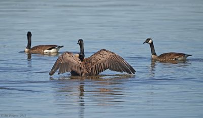 Waterfowl, Loons & Grebes