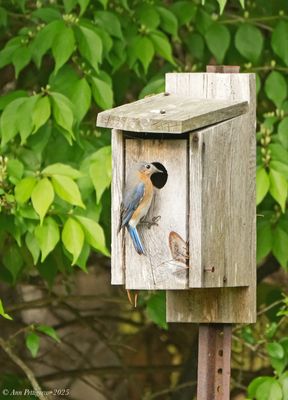Eastern  Bluebird