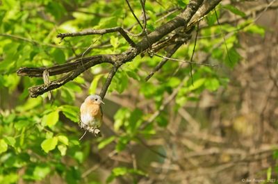 Thrushes, Mimids, Thrashers and Starlings