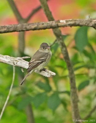 Flycatchers