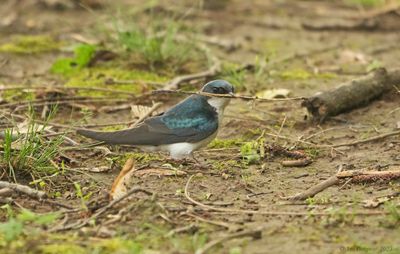 Swallows