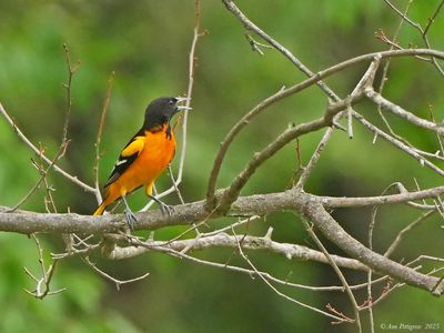 Baltimore Oriole
