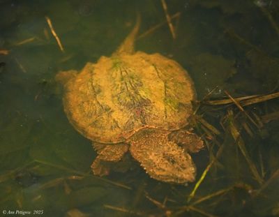 Common Snapping Turtle